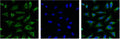 IF analysis of Hela with antibody (Left) and DAPI (Right) diluted at 1:100.
