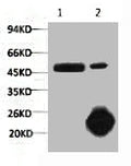 1) Input: Hela Cell Lysate  2) IP product: IP dilute 1:200