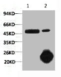 1) Input: Hela Cell Lysate  2) IP product: IP dilute 1:200