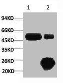 1) Input: Hela Cell Lysate  2) IP product: IP dilute 1:200