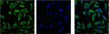 IF analysis of Hela with antibody (Left) and DAPI (Right) diluted at 1:100.