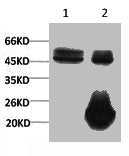1) Input: Hela Cell Lysate  2) IP product: IP dilute 1:200