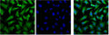 IF analysis of Hela, and DAPI (Right) diluted at 1:100.