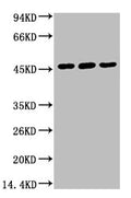 Western blot analysis of 1) Hela, 2) HepG2, 3) Mouse Skeletal Muscle tissue, (2F7) diluted at 1:1000.