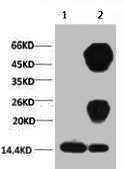 1) Input: Hela Cell Lysate  2) IP product: IP dilute 1:200
