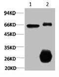 1) Input: Hela Cell Lysate  2) IP product: IP dilute 1:200