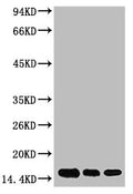 Western blot analysis of 1) Hela, 2) Raw264.7, 3) Rat Brain Tissue, diluted at 1:2000.