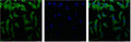 IF analysis of Hela with antibody (Left) and DAPI (Right) diluted at 1:100.