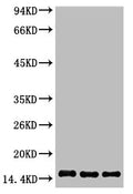 Western blot analysis of 1) Hela, 2) Raw 264.7, 3) Rat Testis tissue, diluted at 1:1000.