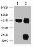 1) Input: Mouse Brain Tissue Lysate  2) IP product: IP dilute 1: 200
