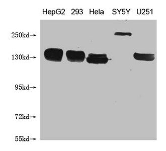Western Blot
Positive WB detected in: HepG2 whole cell lysate, 293 whole cell lysate, Hela whole cell lysate, SY5Y whole cell lysate, U251 whole cell lysate 
All lanes: ABCB1 antibody at 1:1000
Secondary
Goat polyclonal to mouse IgG at 1/50000 dilution
Predicted band size: 141 kDa
Observed band size: 141-250 KDa
Exposure time：5min