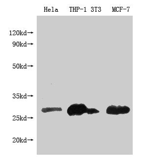 Western Blot Positive WB detected in: BCL2 antibody at 1:1000 Lane 1: Hela whole cell lysate Lane 2: THP-1 whole cell lysate Lane 3: NIH/3T3 whole cell lysate Lane 4: MCF-7 whole cell lysateSecondary Goat polyclonal to Mouse IgG at 1/20000 dilution Predicted band size: 26KDa Observed band size: 26 KDa Exposure time: 5min