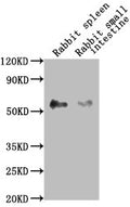Western Blot
Positive WB detected in: Rabbit spleen tissue, Rabbit small intestine tissue
All lanes: CD14 antibody at 1:2500
Secondary
Goat polyclonal to Mouse IgG at 1/10000 dilution
Predicted band size: 41 kDa
Observed band size: 55 kDa