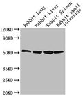 Western Blot
Positive WB detected in: Rabbit lung tissue, Rabbit liver tissue, Rabbit spleen tissue, Rabbit small intestine tissue
All lanes: CD14 antibody at 1:2500
Secondary
Goat polyclonal to Mouse IgG at 1/10000 dilution
Predicted band size: 41 kDa
Observed band size: 55 kDa