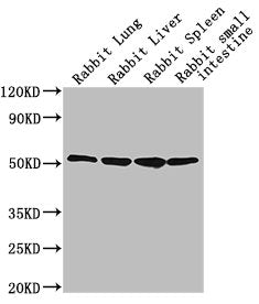 Western Blot
Positive WB detected in: Rabbit lung tissue, Rabbit liver tissue, Rabbit spleen tissue, Rabbit small intestine tissue
All lanes: CD14 antibody at 1:2500
Secondary
Goat polyclonal to Mouse IgG at 1/10000 dilution
Predicted band size: 41 kDa
Observed band size: 55 kDa