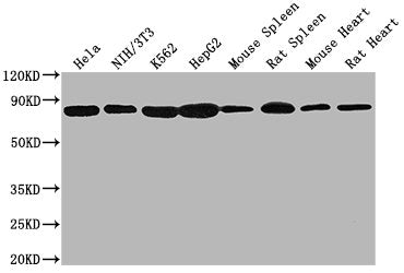 Western Blot
Positive WB detected in: Hela whole cell lysate, NIH/3T3 whole cell lysate, K562 whole cell lysate, HepG2 whole cell lysate, Mouse spleen tissue, Rat spleen tissue, Mouse heart tissue, Rat heart tissue 
All lanes HSPA8 antibody at 1:2000
Secondary
Goat polyclonal to mouse IgG at 1/50000 dilution
Predicted band size: 70~75 KDa
Observed band size: 70~75 KDa
Exposure time: 10s