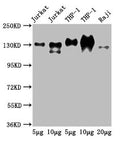Western Blot
Positive WB detected in: Jurkat whole cell lysate, THP-1 whole cell lysate, Raji whole cell lysate
All lanes: CD31 antibody at 2.5µg/ml
Secondary
Goat polyclonal to Mouse IgG at 1/50000 dilution
Predicted band size: 83, 81, 80, 82 kDa
Observed band size: 130 kDa