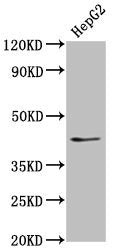 Western Blot
Positive WB detected in: HepG2 whole cell lysate
All lanes: OCT4 antibody at 1:500
Secondary
Goat polyclonal to Mouse IgG at 1/10000 dilution
Predicted band size: 39, 31 kDa
Observed band size: 45 kDa