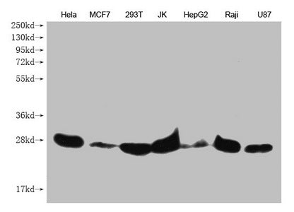 Western Blot
Positive WB detected in: Hela whole cell lysate, MCF7 whole cell lysate, 293T whole cell lysate, JK whole cell lysate, HepG2 whole cell lysate, Raji whole cell lysate, U87 whole cell lysate 
All lanes: PRDX3 antibody at 1:1000
Secondary
Goat polyclonal to mouse IgG at 1/50000 dilution
Predicted band size: 28 kDa
Observed band size: 28 KDa
Exposure time：5min