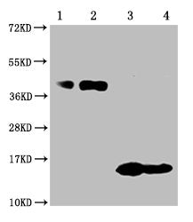 Western Blot
Positive WB detected in: 1-2 lanes: 293F whole cell lysate transfected with BCMA; 3-4 lane: Recombinant proteins with BCMA 
All lanes: TNFRSF17 antibody at 1:1000
Secondary
Goat polyclonal to mouse IgG at 1/50000 dilution
Predicted band size: 40, 15 KDa
Observed band size: 40, 15 KDa
Exposure time：10min