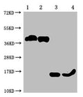 Western Blot
Positive WB detected in: 1-2 lanes: 293F whole cell lysate transfected with BCMA; 3-4 lane: Recombinant proteins with BCMA 
All lanes: TNFRSF17 antibody at 1:1000
Secondary
Goat polyclonal to mouse IgG at 1/50000 dilution
Predicted band size: 40, 15 KDa
Observed band size: 40, 15 KDa
Exposure time：10min