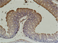 ACTA2 Monoclonal Antibody – Figure 1 of 2