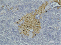 Immunohistochemical analysis of paraffin-embedded Mouse Spleen Tissue using Caspase-8 Monoclonal Antibody.