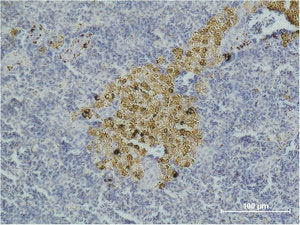 Immunohistochemical analysis of paraffin-embedded Mouse Spleen Tissue using Caspase-8 Monoclonal Antibody.