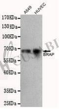 Western blot detection of BRAP in A549 and HUVEC cell lysates using BRAP antibody (1:500 diluted).
Predicted band size: 67 kDa
Observed band size: 67 kDa