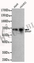 Western blot detection of BRAP in A549 and HUVEC cell lysates using BRAP antibody (1:500 diluted).
Predicted band size: 67 kDa
Observed band size: 67 kDa