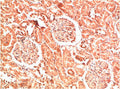 COL4A1 Monoclonal Antibody – Figure 1 of 2
