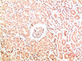 Immunohistochemical analysis of paraffin-embedded Human Kidney Tissue using Collagen IV  Mouse mAb diluted at 1:200.