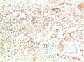 COL2A1 Monoclonal Antibody – Figure 1 of 1