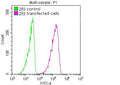 Flag-Tag Monoclonal Antibody – Figure 1 of 1