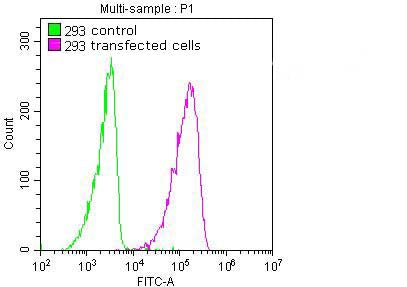 Flag-Tag Monoclonal Antibody – Figure 1 of 1