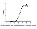 The Binding Activity of  African swine fever virus Phosphoprotein p30(Ba71V-93). Activity: Measured by its binding ability in a functional ELISA. Immobilized African swine fever virus Phosphoprotein p30(Ba71V-93) protein at 2 μg/ml can bind African swine fever virus Phosphoprotein p30(Ba71V-93) Antibody, the EC<sub>50</sub> is 0.01982 to 0.02784 ug/ml.