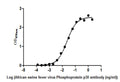 The Binding Activity of  African swine fever virus Phosphoprotein p30(Ba71V-93). Activity: Measured by its binding ability in a functional ELISA. Immobilized African swine fever virus Phosphoprotein p30(Ba71V-93) protein at 2 μg/ml can bind African swine fever virus Phosphoprotein p30(Ba71V-93) Antibody, the EC<sub>50</sub> is 0.01949 to 0.02692 ug/ml.