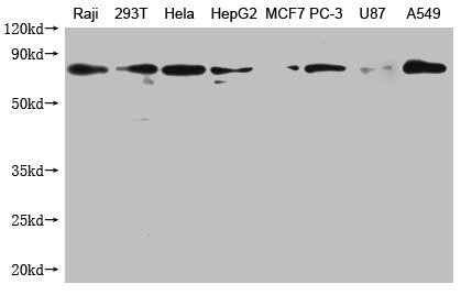 Western Blot
Positive WB detected in: Raji whole cell lysate, 293T whole cell lysate, Hela whole cell lysate, HepG2 whole cell lysate, MCF-7 whole cell lysate, PC-3 whole cell lysate, U87 whole cell lysate, A549 whole cell lysate
All lanes: HSPA1A antibody at 1:1000
Secondary
Goat polyclonal to mouse IgG at 1/50000 dilution
Predicted band size: 71, 64 kDa
Observed band size: 71 kDa
Exposure time：5min