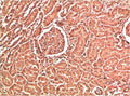 Immunohistochemical analysis of paraffin-embedded Human Kidney Tissue using Collagen IV  Mouse mAb diluted at 1:200.