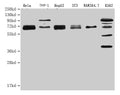 Western Blot Positive WB detected in: NFE2L2 antibody at 1:1000 Lane 1: Hela whole cell lysate Lane 2: THP-1 whole cell lysate Lane 3: HepG2 whole cell lysate Lane 4: NIH/3T3 whole cell lysate Lane 5: RAW264.7 whole cell lysate Lane 6: K562 whole cell lysateSecondary Goat polyclonal to Mouse IgG at 1/20000 dilution Predicted band size: 68 KDa Observed band size: 68-100 KDa Exposure time: 1min