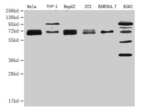 Western Blot Positive WB detected in: NFE2L2 antibody at 1:1000 Lane 1: Hela whole cell lysate Lane 2: THP-1 whole cell lysate Lane 3: HepG2 whole cell lysate Lane 4: NIH/3T3 whole cell lysate Lane 5: RAW264.7 whole cell lysate Lane 6: K562 whole cell lysateSecondary Goat polyclonal to Mouse IgG at 1/20000 dilution Predicted band size: 68 KDa Observed band size: 68-100 KDa Exposure time: 1min