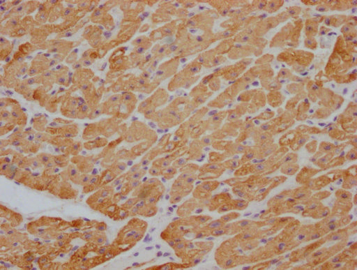 IHC image of CSB-MA829166 diluted at 1:100 and staining in paraffin-embedded human heart tissue performed on a Leica BondTM system. After dewaxing and hydration, antigen retrieval was mediated by high pressure in a citrate buffer (pH 6.0). Section was blocked with 10% normal goat serum 30min at RT. Then primary antibody (1% BSA) was incubated at 4°C overnight. The primary is detected by a Goat anti-mouse IgG polymer labeled by HRP and visualized using 0.05% DAB.