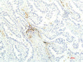 JAK1 Monoclonal Antibody – Figure 1 of 2