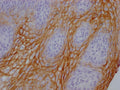 IHC image of CSB-MA995583 diluted at 1:100 and staining in paraffin-embedded human tonsil tissue performed on a Leica BondTM system. After dewaxing and hydration, antigen retrieval was mediated by high pressure in a citrate buffer (pH 6.0). Section was blocked with 10% normal goat serum 30min at RT. Then primary antibody (1% BSA) was incubated at 4°C overnight. The primary is detected by a Goat anti-mouse IgG polymer labeled by HRP and visualized using 0.05% DAB.
