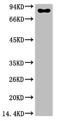 Luciferase Monoclonal Antibody – Figure 1 of 1