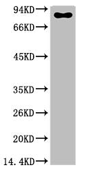Luciferase Monoclonal Antibody – Figure 1 of 1
