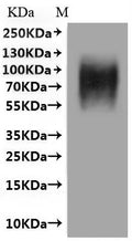 CSB-MP001392HU(M) is detected by Mouse anti-6*His monoclonal antibody.
