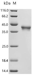 (Tris-Glycine gel) Discontinuous SDS-PAGE (reduced) with 5% enrichment gel and 15% separation gel.