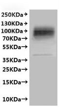 CSB-MP001910HU is detected by Mouse anti-6*His monoclonal antibody