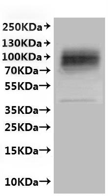 CSB-MP001910HU is detected by Mouse anti-6*His monoclonal antibody